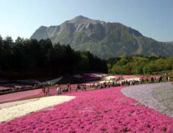 武甲山と芝さくら